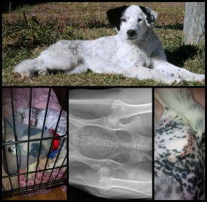 Patch had major hip surgery after being hit by a car & surrendered to us.