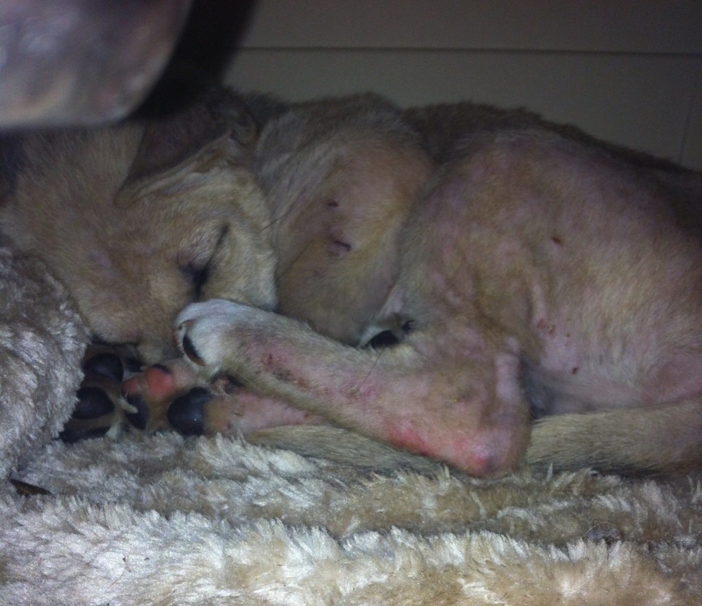 Neglected puppy from Campbell River. Suffering from demodex mange, infection, worms and malnourishment.